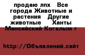 продаю лпх - Все города Животные и растения » Другие животные   . Ханты-Мансийский,Когалым г.